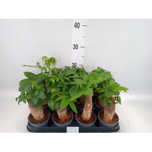 Pachira aquatica