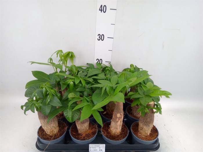 <h4>Pachira aquatica</h4>
