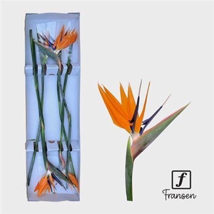 Strelitzia Reginae Bloem