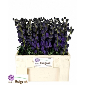 Aconitum Na Pyramidale