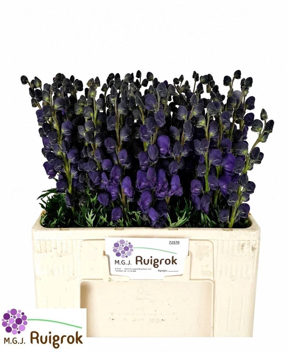 <h4>Aconitum Na Pyramidale</h4>