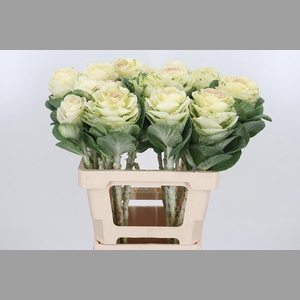 Brassica White Crane