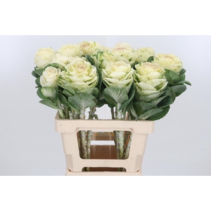 Brassica White Crane