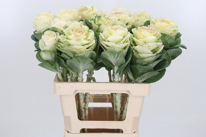 <h4>Brassica White Crane</h4>
