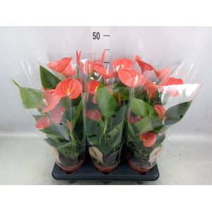 Anthurium andr. 'FC Bonheur'