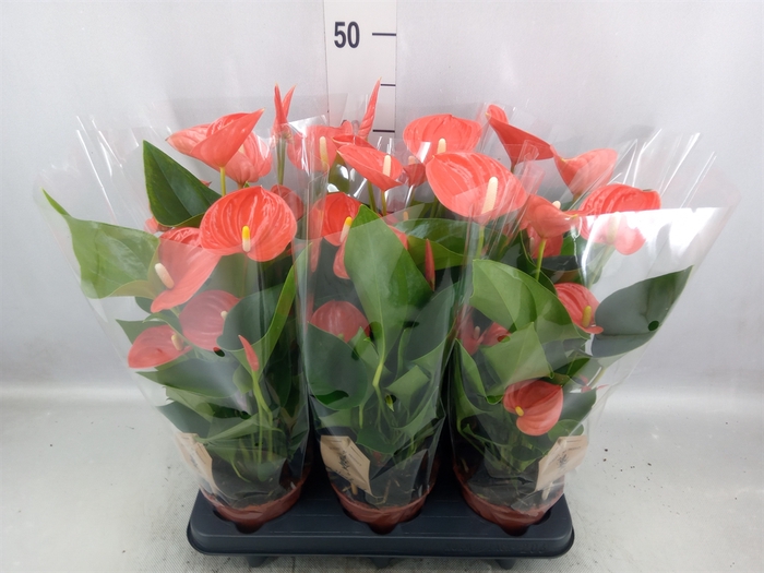 <h4>Anthurium andr. 'FC Bonheur'</h4>