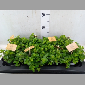 Peperomia rotundifolia