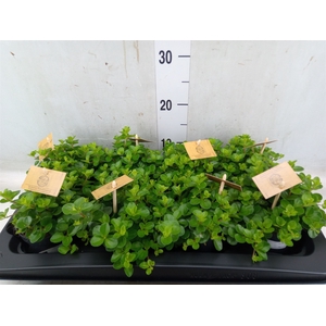 Peperomia rotundifolia