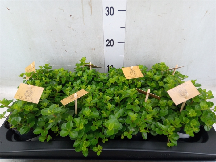<h4>Peperomia rotundifolia</h4>