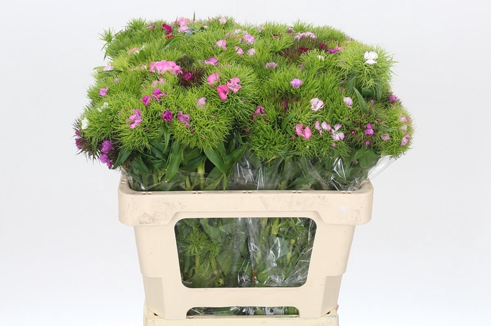 <h4>Dianthus Br Mix Rainbow</h4>