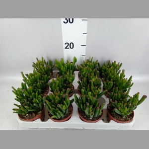 Crassula ovata 'Gollum'