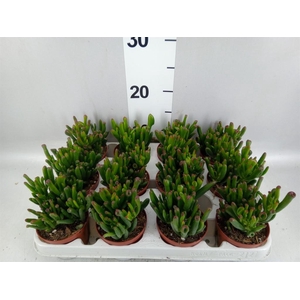 Crassula ovata 'Gollum'