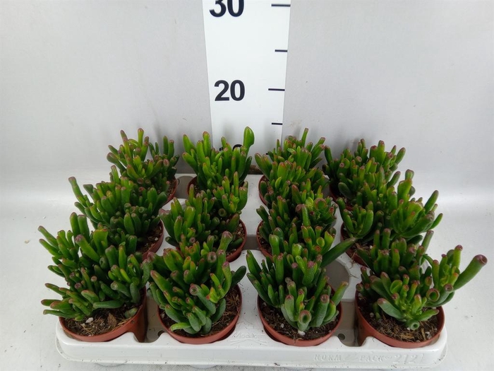 <h4>Crassula ovata 'Gollum'</h4>