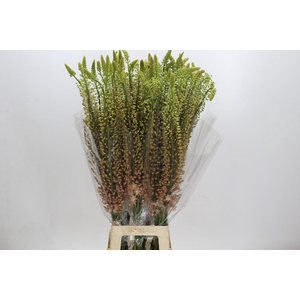 Eremurus Shelford Pink Star