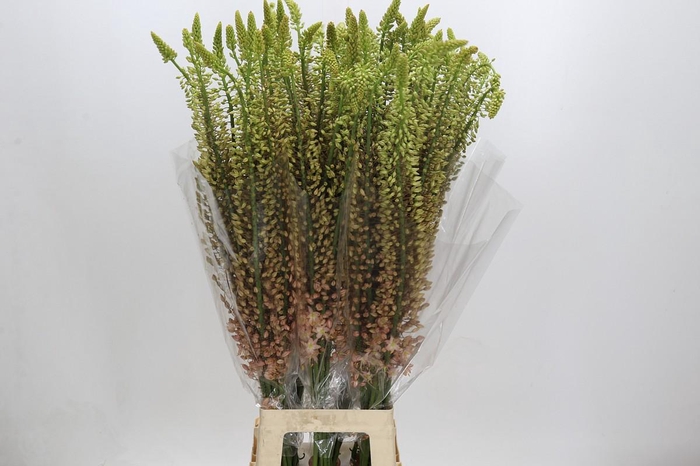 <h4>Eremurus Shelford Pink Star</h4>