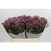 Limonium sinensis Tiffany Diamond