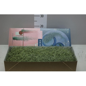 Tillandsia Usneoides 50cm