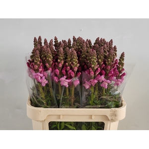 ANTIR MARY LAVENDER