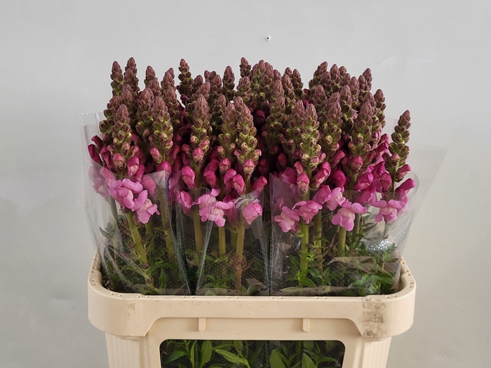 <h4>ANTIR MARY LAVENDER</h4>