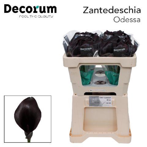 <h4>ZANT ODESSA</h4>