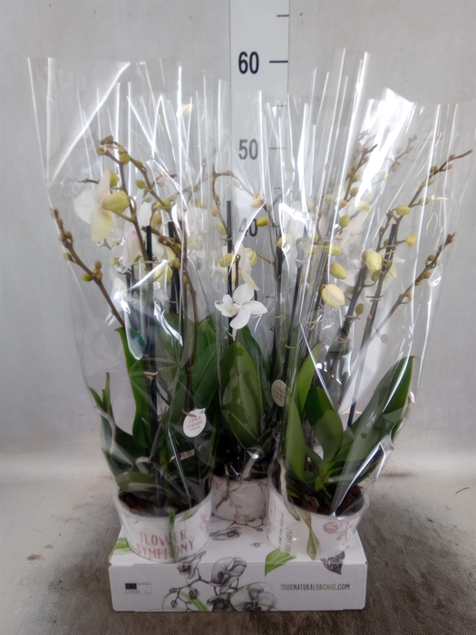 <h4>Phalaenopsis   ...white</h4>