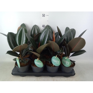 Ficus elastica 'Abidjan'