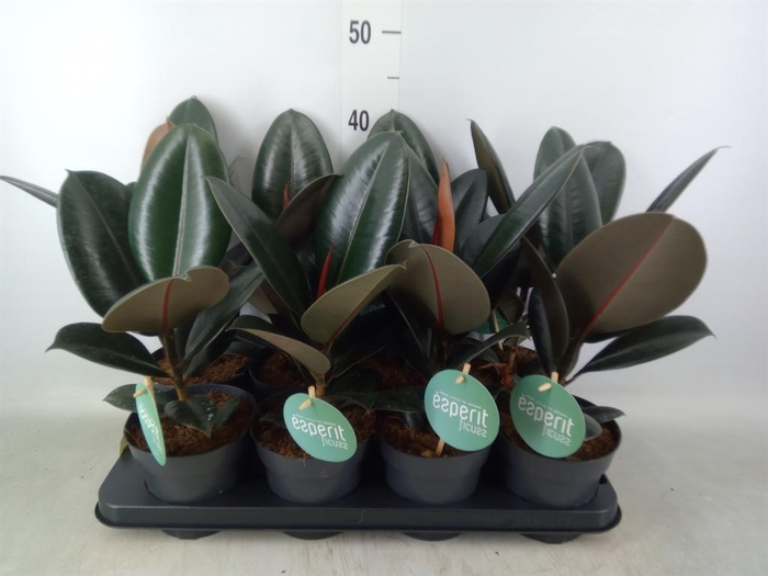 <h4>Ficus elastica 'Abidjan'</h4>