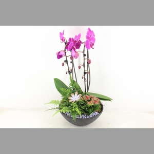 arr2 PL - Ebbischaal x2 phal. lila