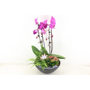 arr2 PL - Ebbischaal x2 phal. lila