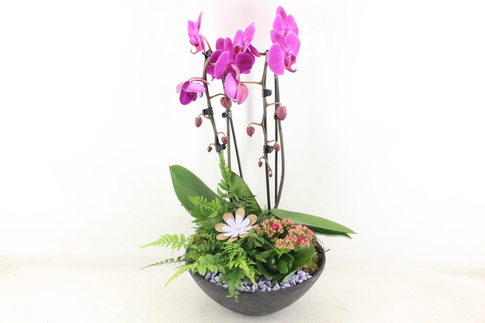 <h4>arr2 PL - Ebbischaal x2 phal. lila</h4>