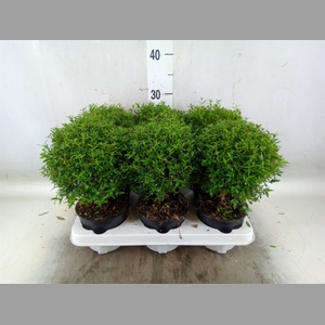 Myrtus communis
