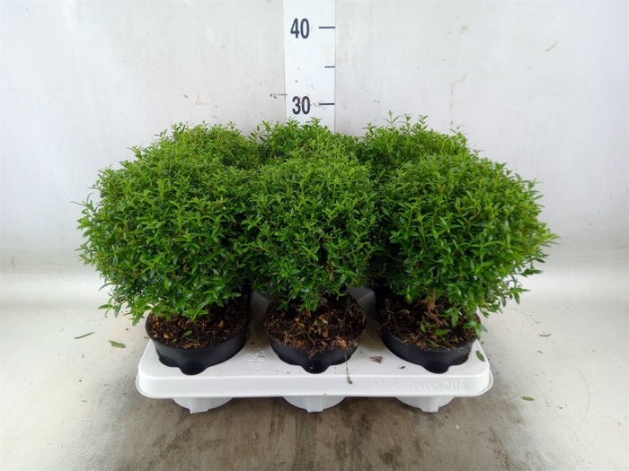 <h4>Myrtus communis</h4>