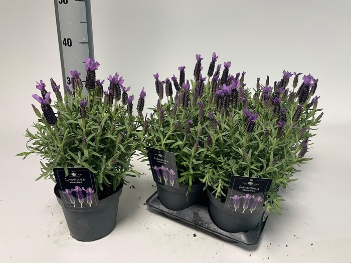 <h4>LAVAN STOECHAS</h4>