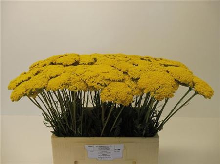 <h4>Achillea Park Variety</h4>