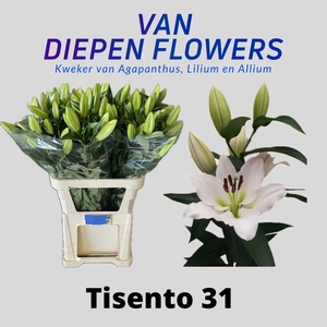 LI OT TISENTO