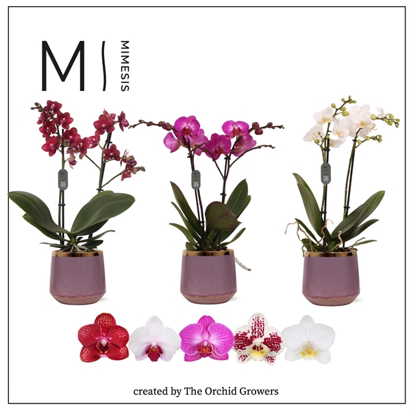 <h4>Mimesis Phal. Multi Mix - 2 spike 12cm in Celeste</h4>