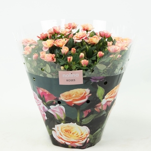 Nolina Roses Excellent Bowl Ø 23 cm. Gosia