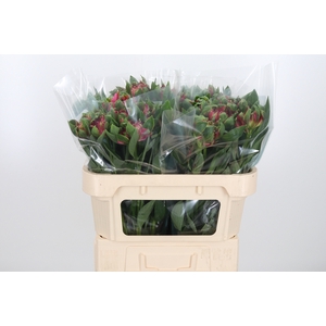 Alstroemeria Fashionista Sofiena 70