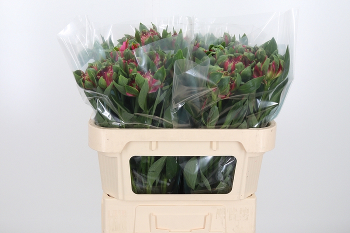 Alstroemeria Fashionista Sofiena 70