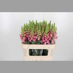 Antirrhinum Po Pink