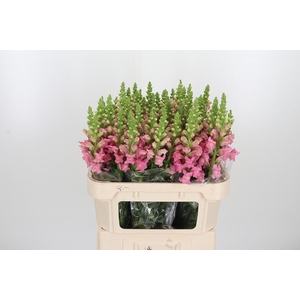 Antirrhinum Po Pink