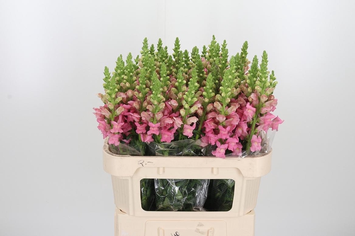 <h4>Antirrhinum Po Pink</h4>