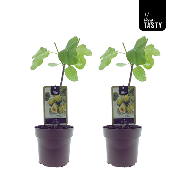 <h4>Ficus Panachee</h4>