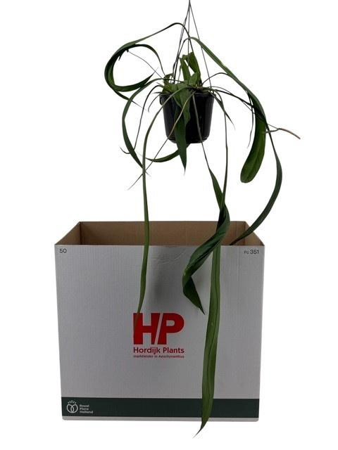 <h4>ANTHU OV</h4>