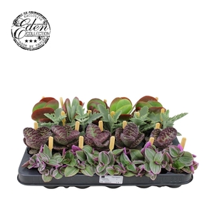 Gemengde tray 5,5cm 
