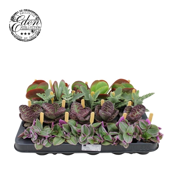 <h4>Gemengde tray 5,5cm "seasonals"</h4>