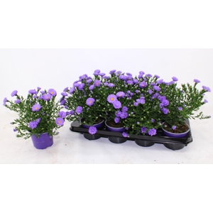 ASTER D AL PURPLE RO