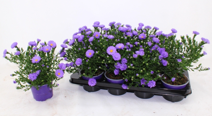 <h4>ASTER D AL PURPLE RO</h4>