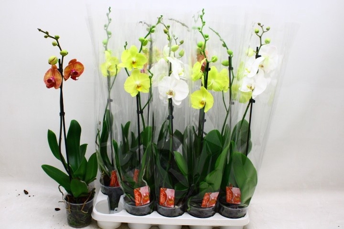 <h4>PHAL GEM</h4>