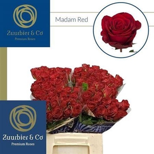 R Gr Madam Red